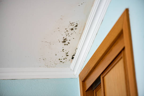 Mold Removal Process in Sunriver, OR